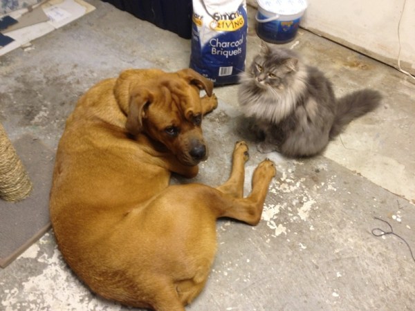 Tookie in his new home Tookie in his new home