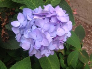 Miraculously blooming behind my building