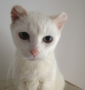 The newest member of our family, Bonkers!!