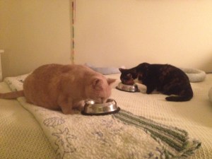 My feline girls at feeding time.  Yes, they always get fed on the bed!