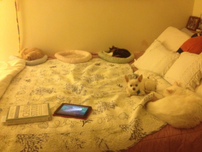 Now where do I sleep?? (clockwise: HoneyBun, Callie, Osito and Max)