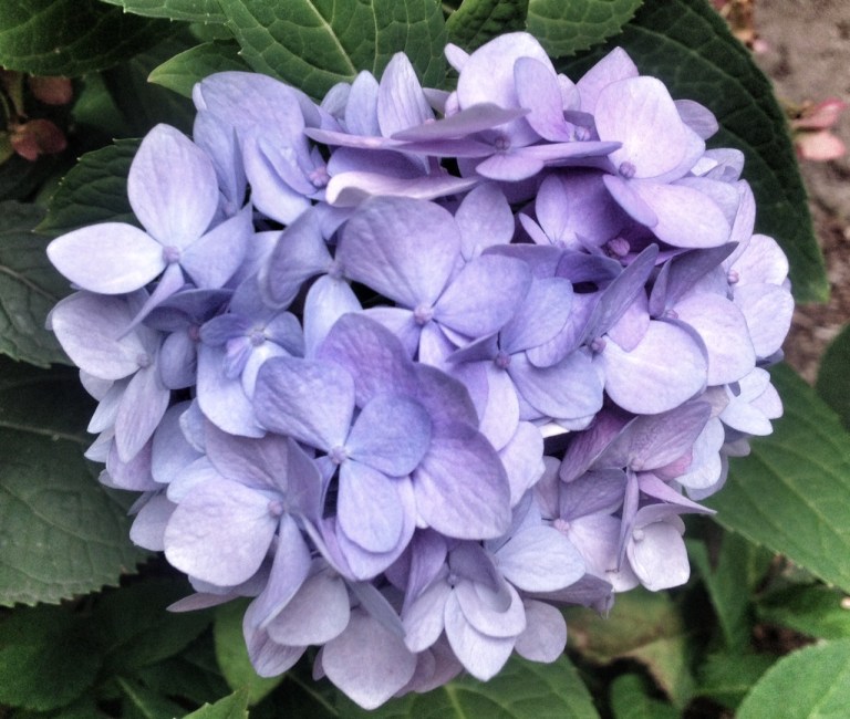 A blue hydrangea that bloomed until a few days ago.