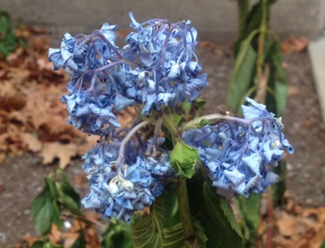 a blue hydrangea after the first frost