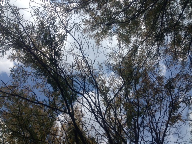 Looking up at the clouds through the trees