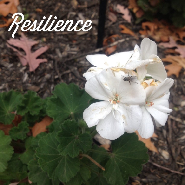 Resilience 