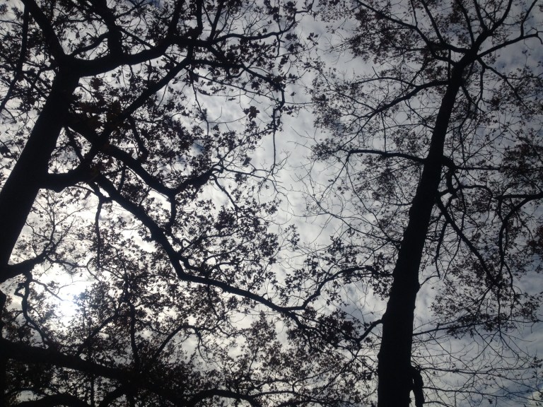 Even though the leaves are turning and falling, I feel hopeful.