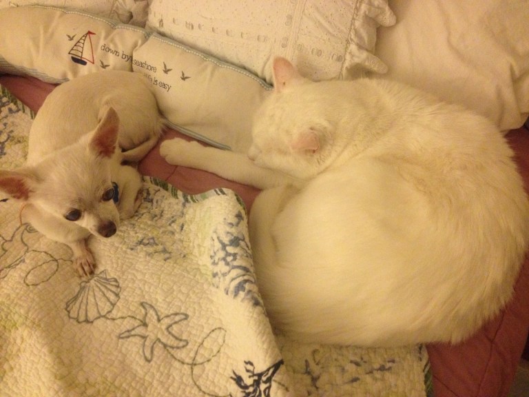 My babies, Max and Osito. <3<3<3<3<3