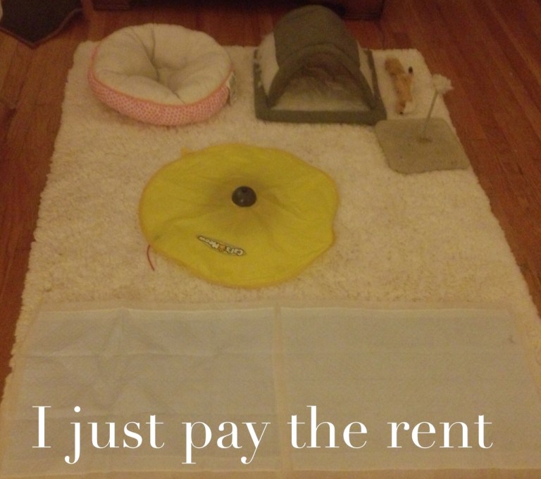 It's their home, I just pay the rent. 