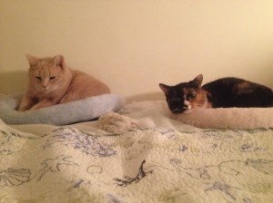 My baby girls, Callie and HoneyBun. So cute and snuggly (HoneyBun is kneading her bed in bliss.)