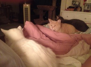 Three of my babies: Max, HoneyBun and Sebastian