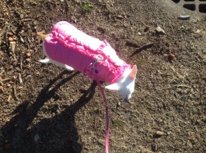 Osito in her pink jacket and her pink scarf, a Christmas present from my nephew!