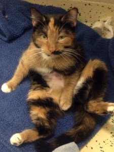 Sweet Virginia, who was just adopted this past weekend from the ARL of Boston!