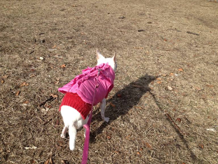 My baby girl, Osito, enjoying a walk in the sun last weekend. :-)