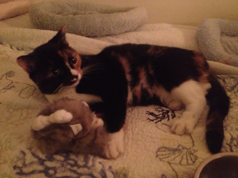 Yep, it's another cute pet photo - my Callie!! She's teeny-tiny!