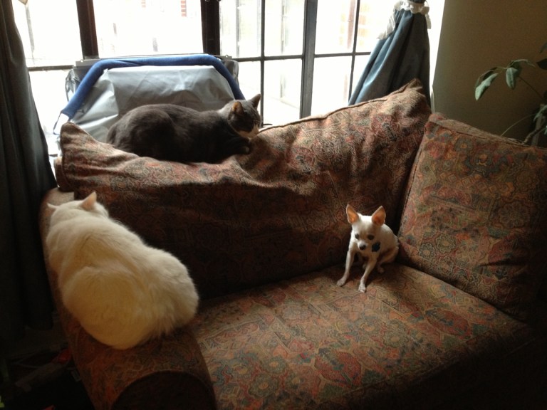 My "colleagues" for this afternoon - luckily, they're quiet so I can get a lot done. :-)