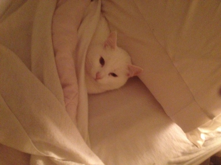 Don't we all wish we could stay in bed some mornings? 