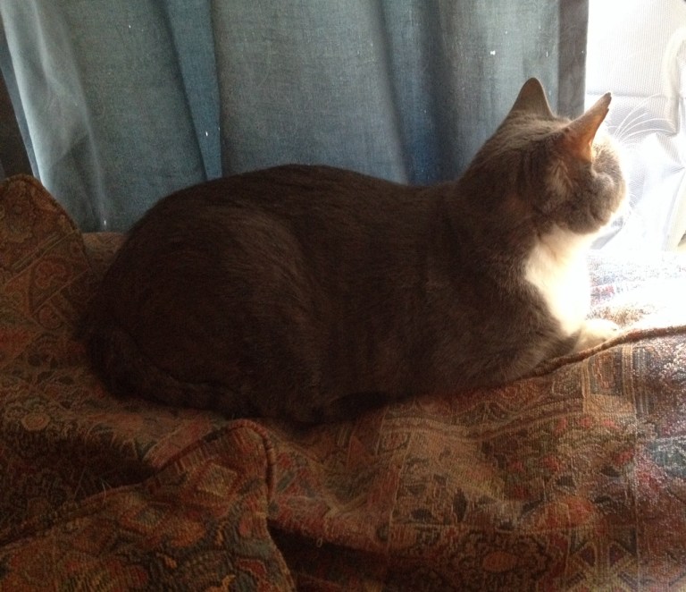 My beautiful Sebastian, lost in "Cat thought."