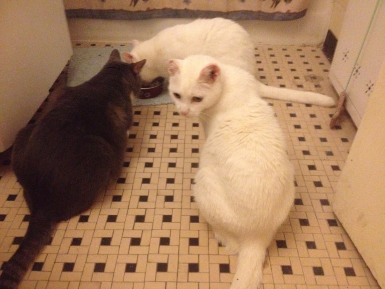 My boys....so predictable...but I love them!