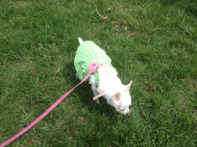 Yes, I am that person who dresses their dog in a dress. 