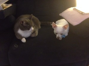 Sebastian and Osito. As soon as I picked her up, he moved right over into her space. :-)