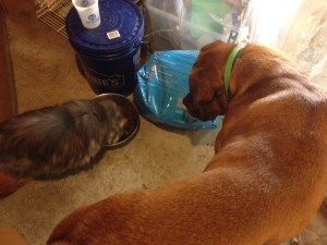 Tookie, my former foster baby!!! (He's the cat, by the way.)