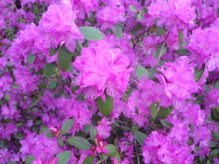 Finally, spring has come to New England!