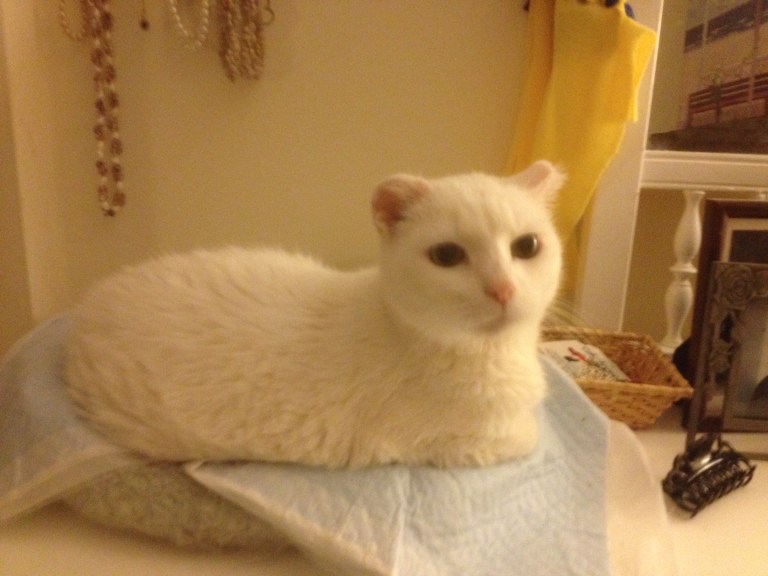 My Boy, Bonkers (who I also call The Bonk-Man), photo taken yesterday :-)