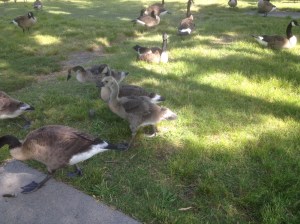 Baby geese!!!