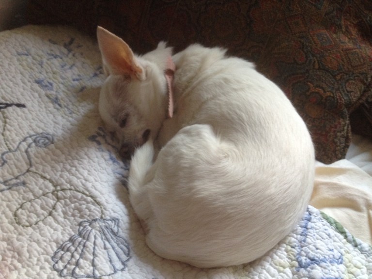 She sleeps.... (just try not to say "awww" when you look at her picture...I dare you!)