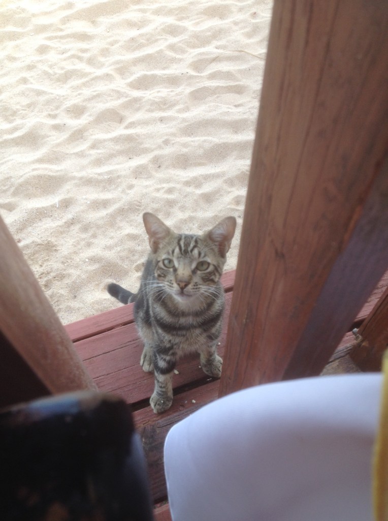 one of my mealtime buddies