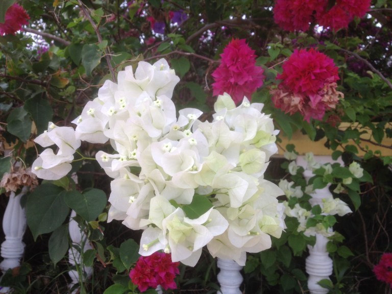 Beach flowers from St. Lucia