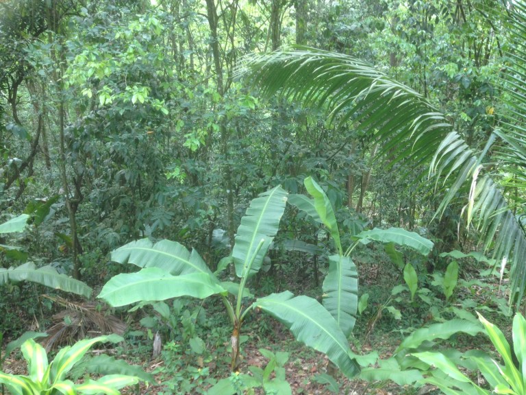 From our tour - St. Lucia really is like a rain forest, climate-wise.