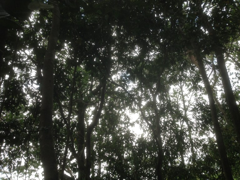 finding beauty in everyday things