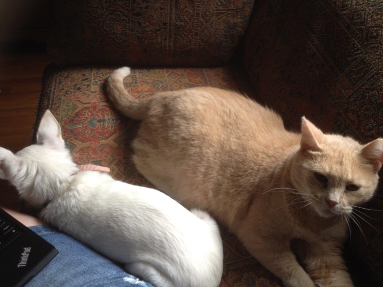 Vacation week, and everyone wants a piece of the mom. Yes, that is my pants leg right next to Osito's bum. And that's my HoneyBun. 