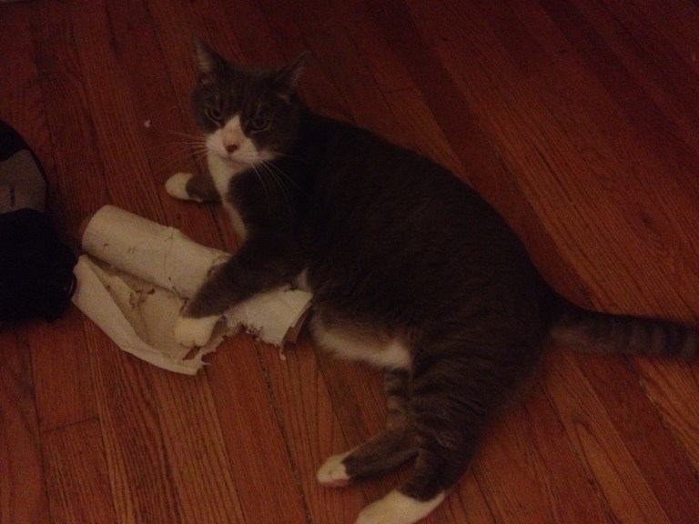 Without a thought to his own safety, my boy Sebastian (with his buddha belly) protected me from the big, bad, paper towel roll!