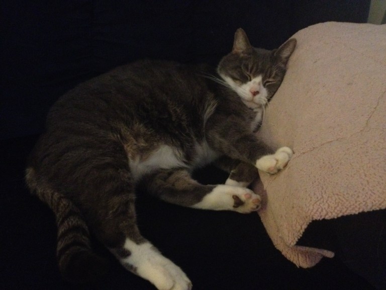 My baby boy, Sebastian. Don't you just want to reach out and rub him or poke him in his belly?? :-)