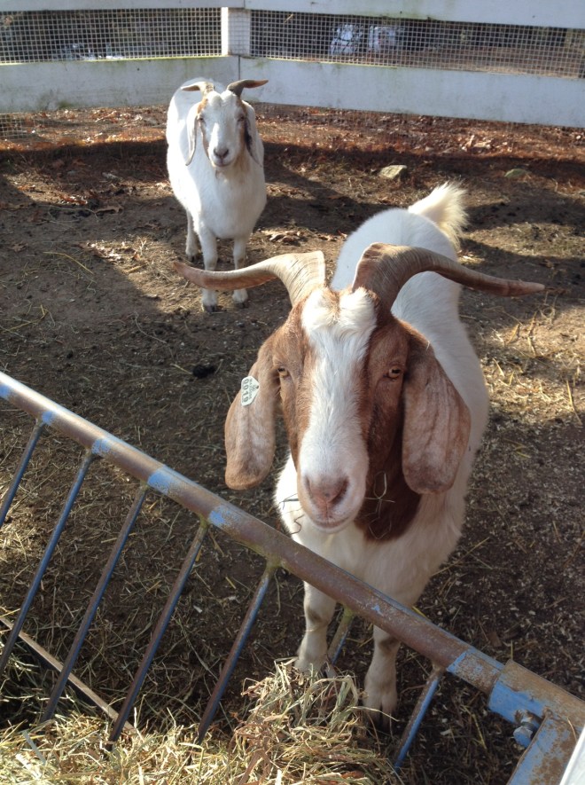 Mr. Billy Goat and his shy female friend. She's just beautiful up close.