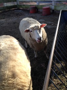 This guy is super friendly! He even came up to me on my first day of training there!