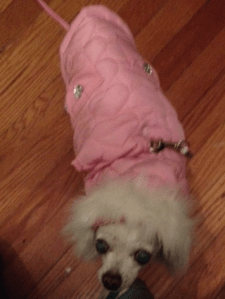 I just had to snap this photo of little Osito when she wore her new parka for the first time. She seems to really like it as it keeps her ears warm!