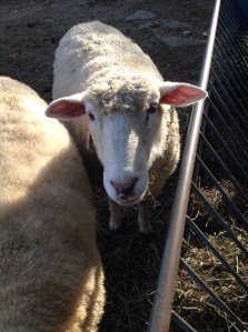 Ahem...I'm ready for my close up! It's funny but they seemed genuinely interested in figuring out what my phone was when I took these!