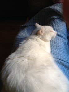 Someone is feeling pretty content in this picture.