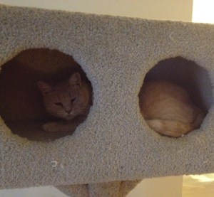 HoneyBun in her hideaway.