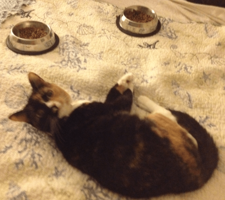 My beautiful little Callie...and yes, those are food bowls on the bed. That's how the girls roll...