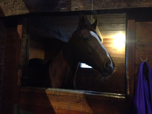 Close-up of Fancy in the barn.