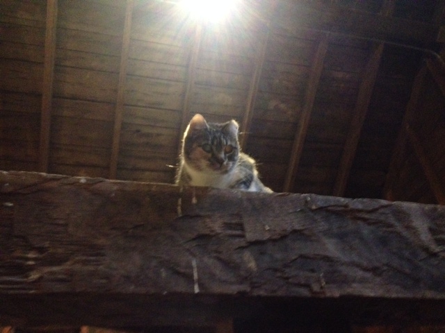 Melissa, the barn cat (aka "the creeper" because she is skiddish around humans but creeps around to keep an eye on what we are doing in the barn. Super cute.)