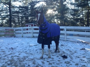 I swear, she knew I was taking photos of her for the blog - she stood very still for this one!