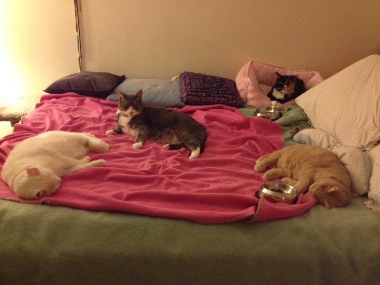 These four have never been together on the bed at one time!!