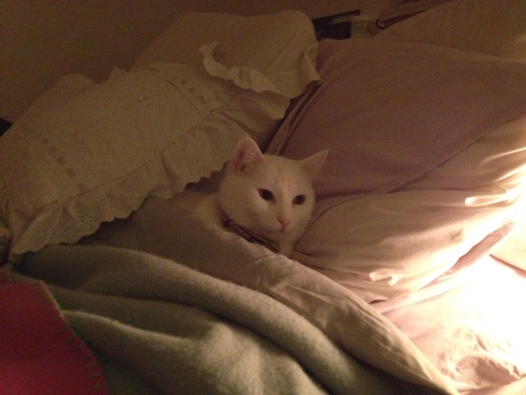 Some days, you just don't want to get out of bed. I <3 my diva, Max.