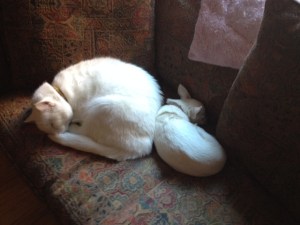 Max and Osito, two that like to be as close to me as possible at ALL times.