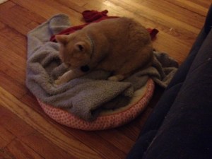 My cute, little HoneyBun. This is the dog's bed, but whenever the dog is close to me, she loves to spend time there. In this picture, she is kneading the blanket, happy as a cat can be. 